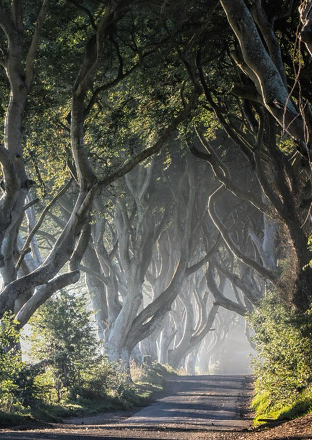 The Dark Hedges, Northern Ireland The Dark Hedges, Northern Ireland