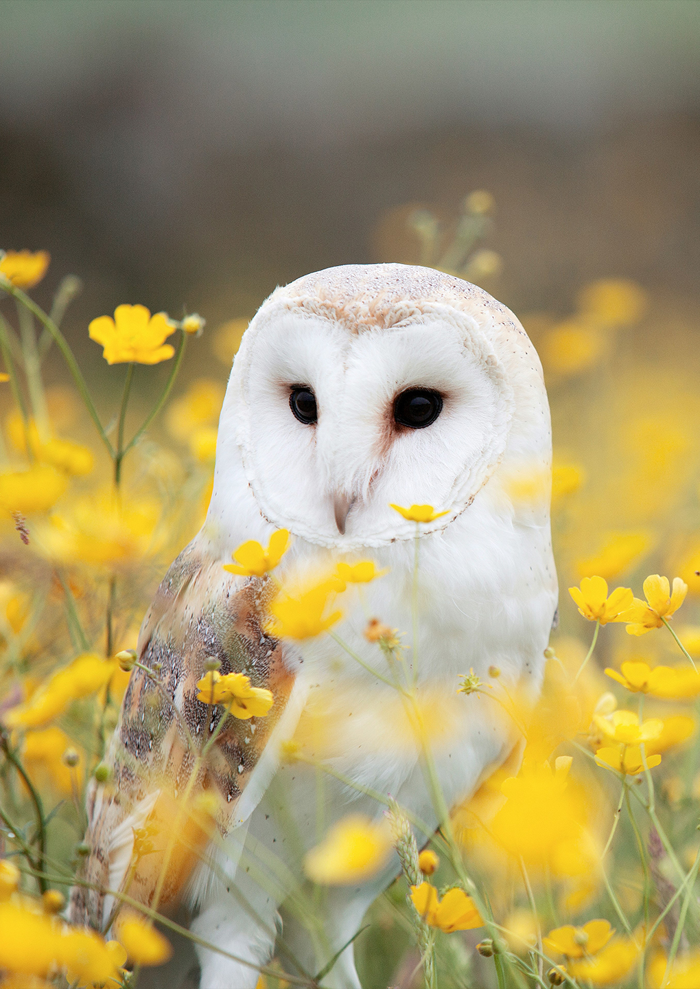 Barn Owl Barn Owl