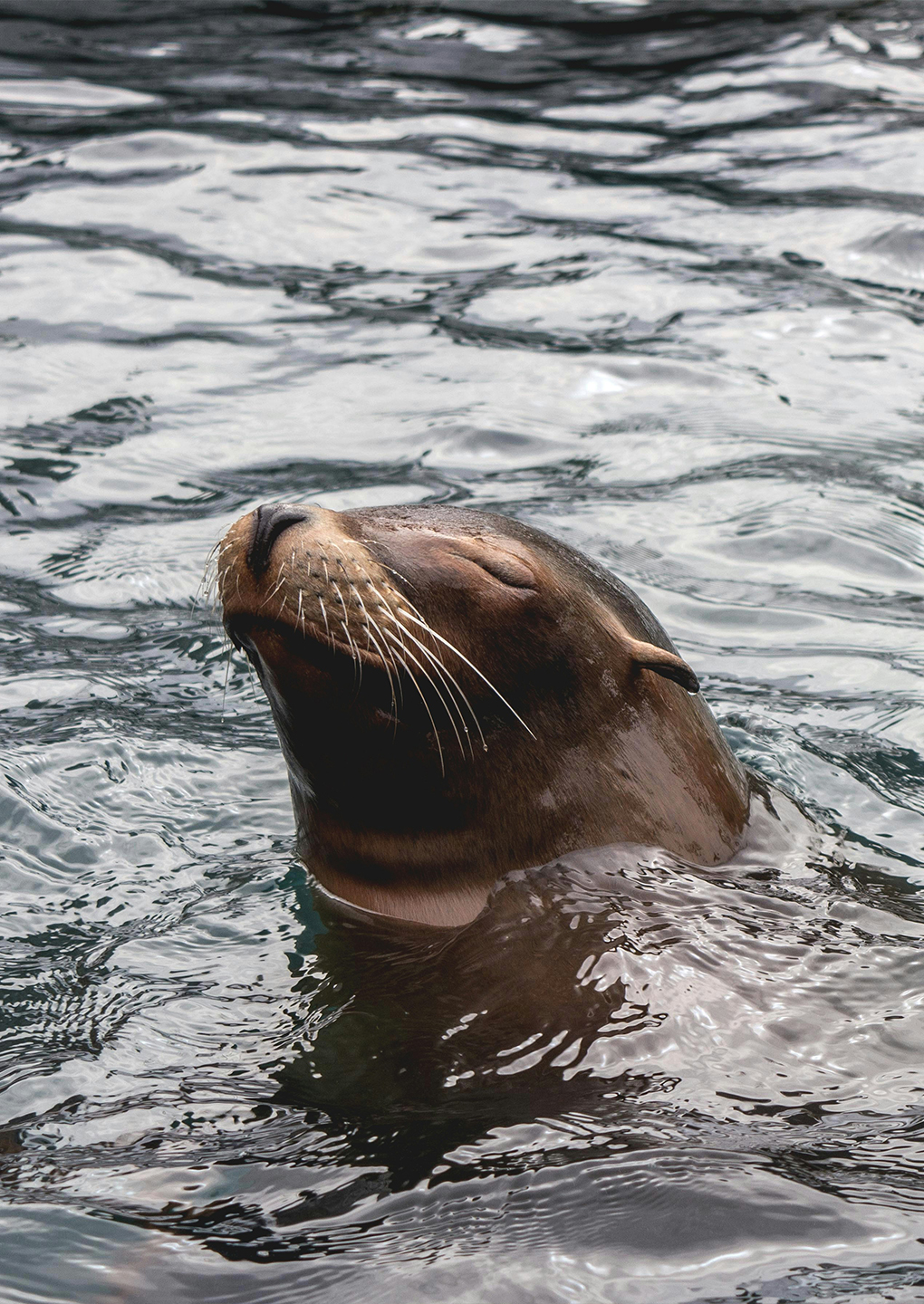 Common Seal Common Seal