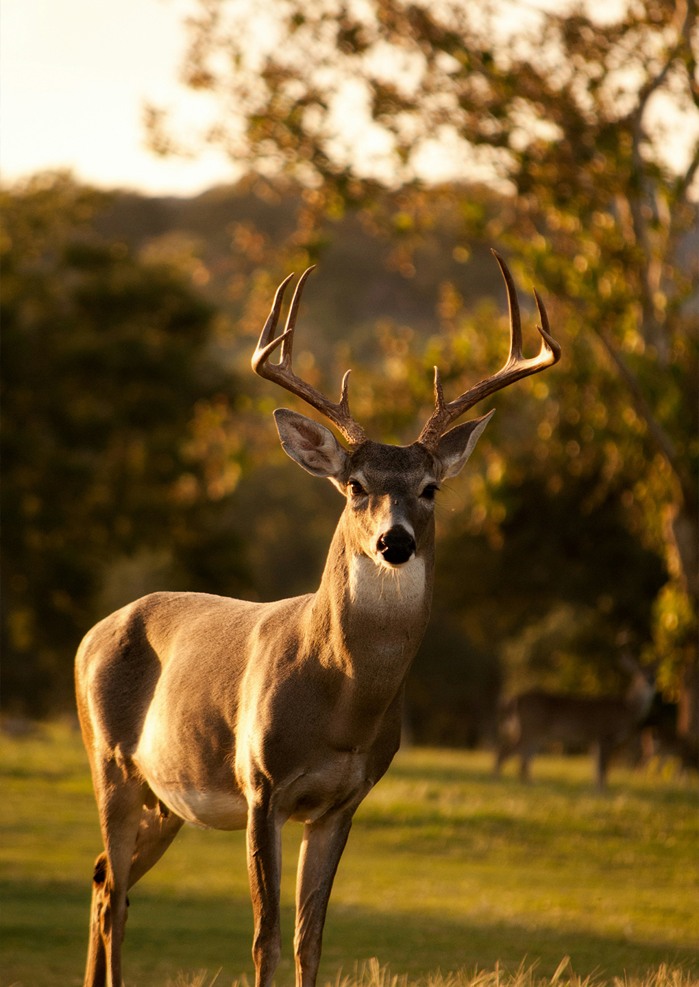 Deer Loughrigg Fell