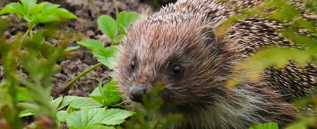 Hedgehog Hedgehog