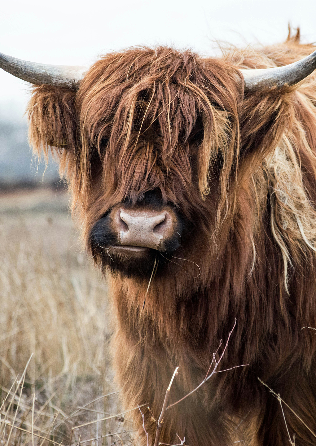 Highland Cow Highland Cow