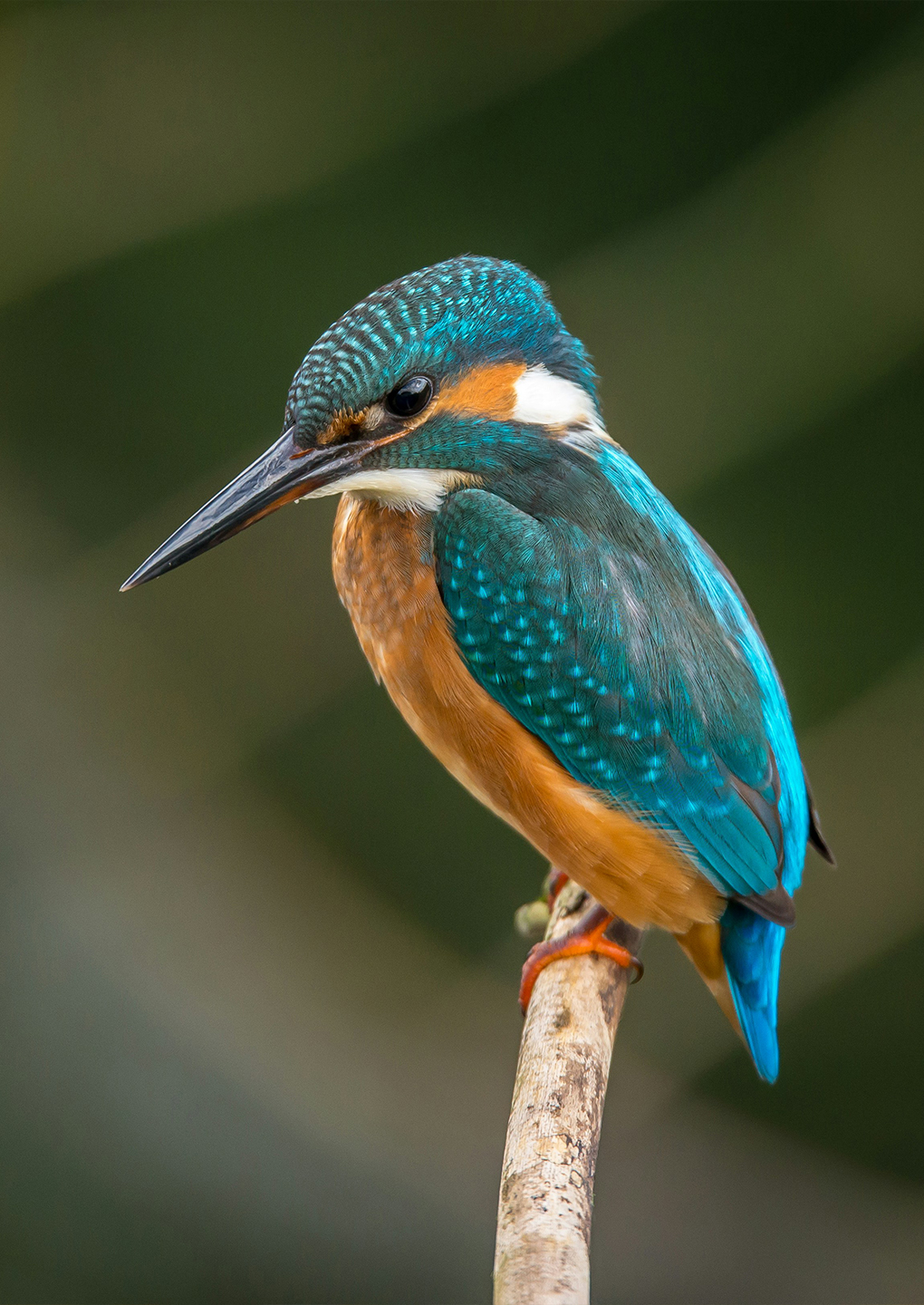 Kingfisher Kingfisher
