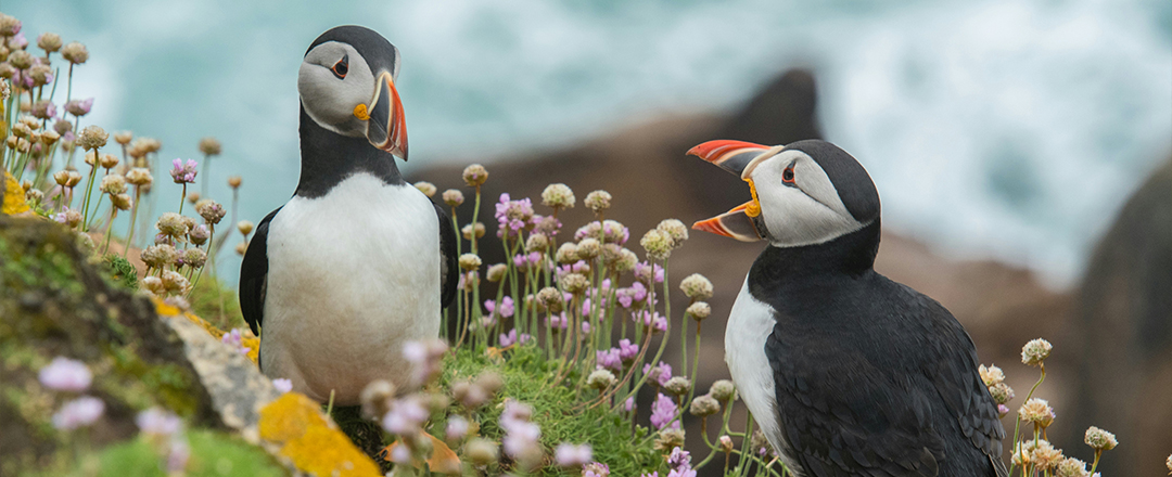 Puffin Puffin