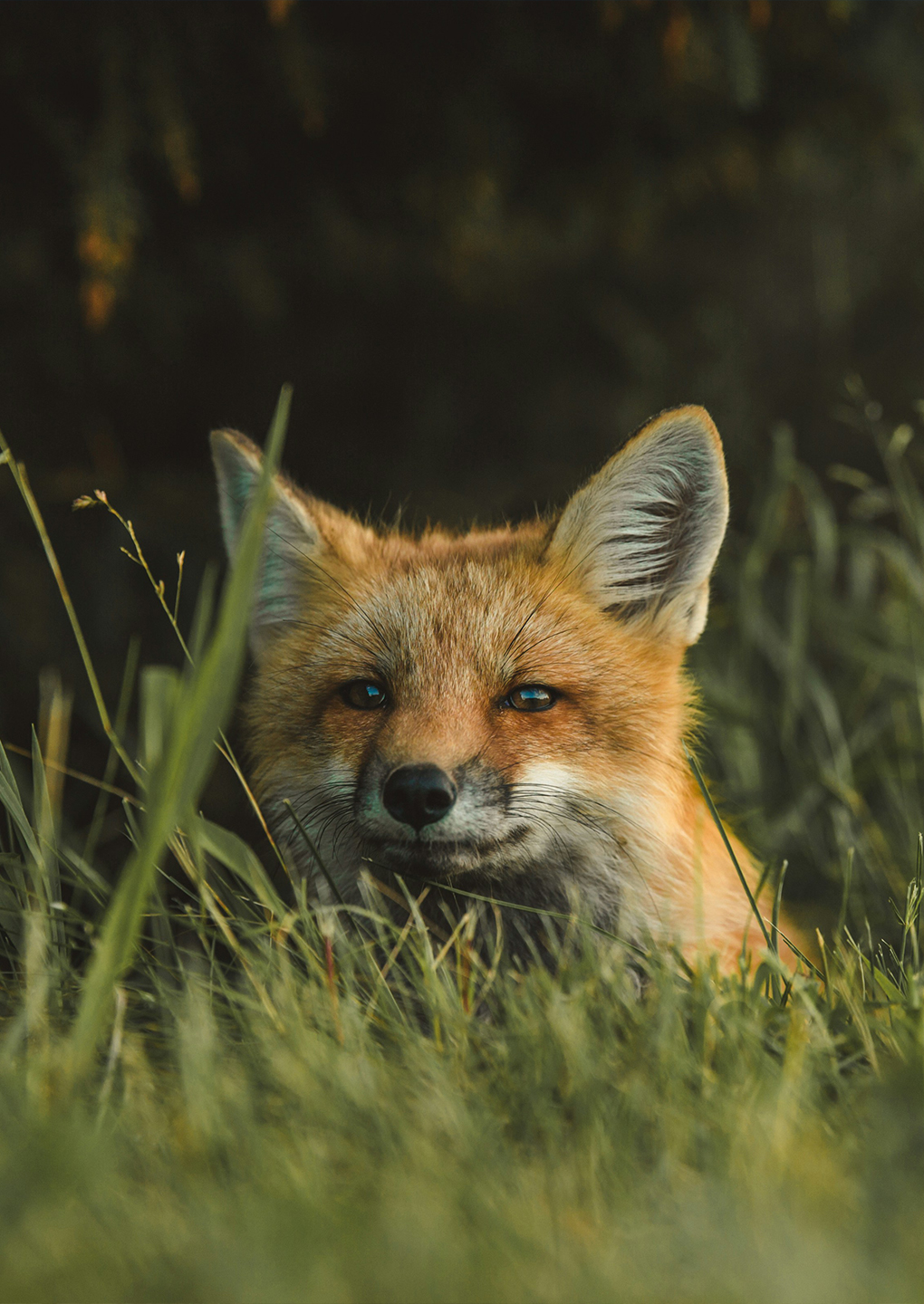 Red Fox Red Fox