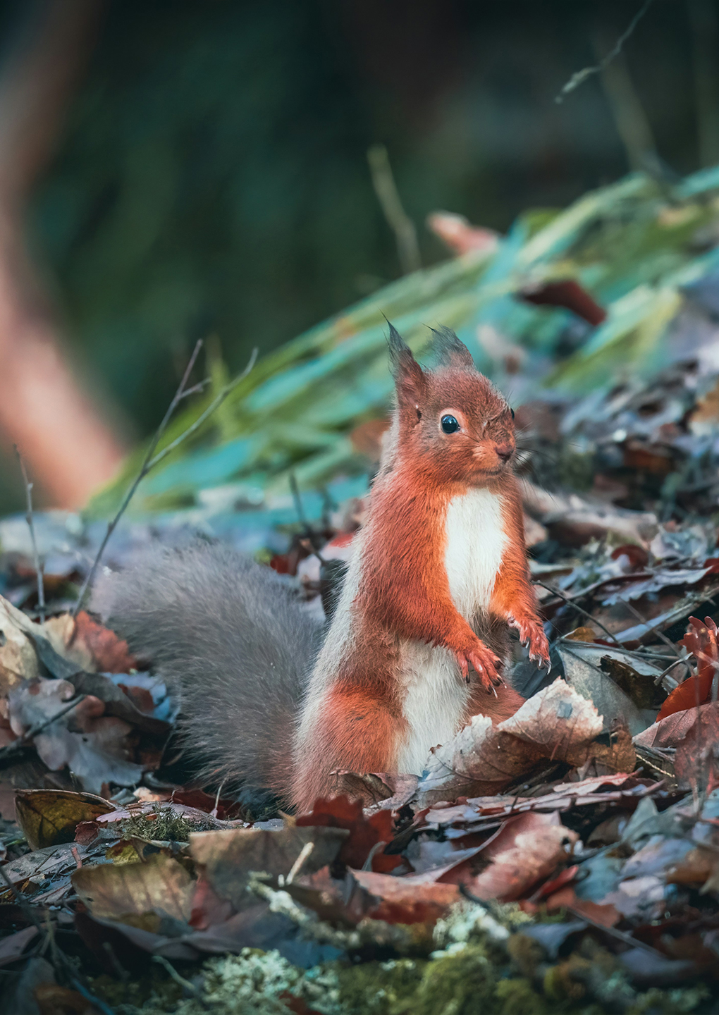 Red Squirrel Red Squirrel