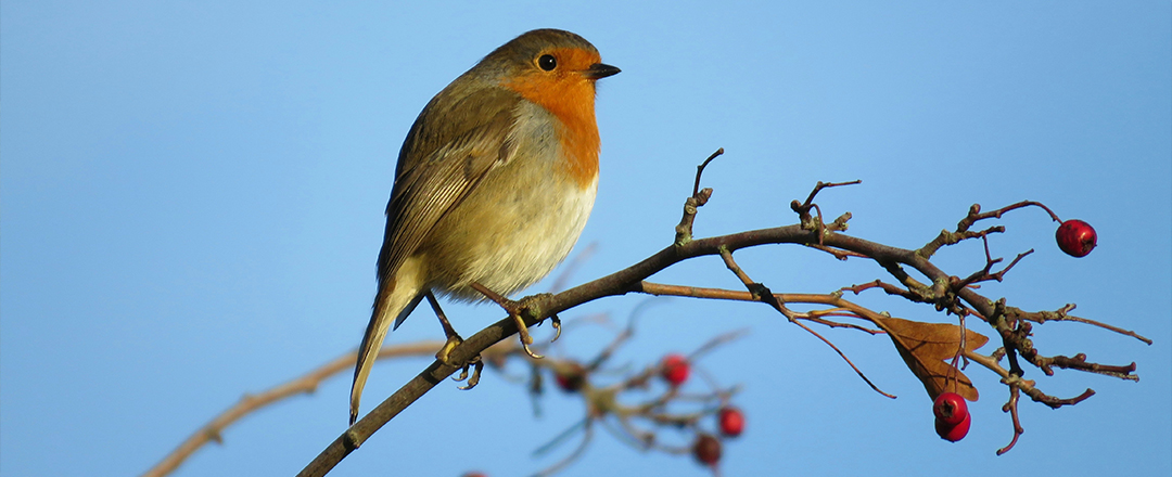 Robin Robin