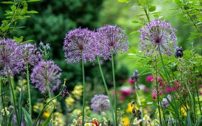 The Rise of Horti-Culture: Exploring The Best Gardens in the UK