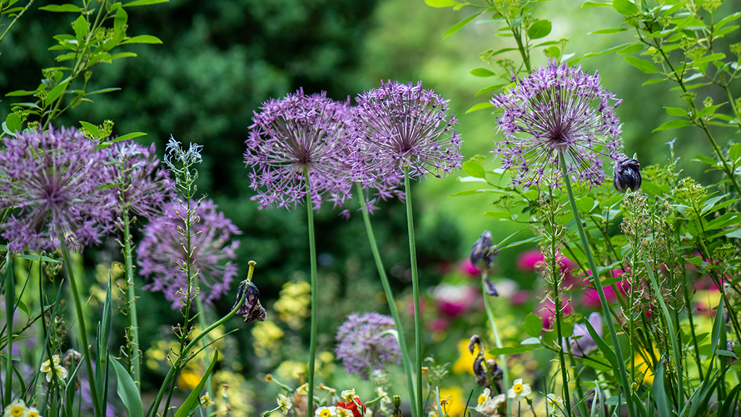 The Rise of Horti-Culture: Exploring The Best Gardens in the UK
