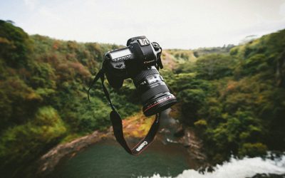Top 10 Most Photogenic British Wildlife and How to Photograph Them